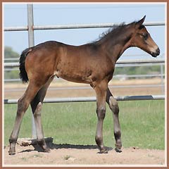 Cazador by Tradion, 18 days old