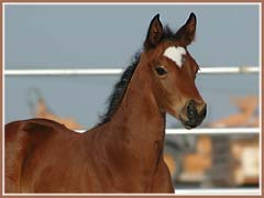 Algebraica's 2006 filly