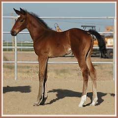 Algebraica's 2006 filly by Leonidas