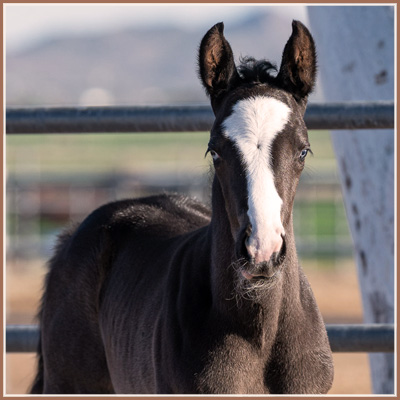 Amalia - EH Hirtentanz Filly