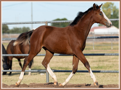 Asia, Trakehner filly by EH Hirtentanz