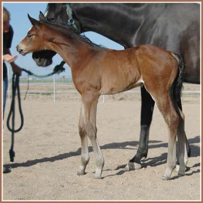 Calais, Cara Bella x Freudenfest filly at 12 days