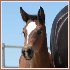 Calais showing her beautiful head, 4 weeks