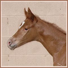 Cara Bella's 2008 filly by Tolstoi, 18 hours old