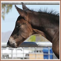 Cazador by Tradition, 3 days old