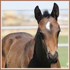 Cazador by Tradition, 18 days old