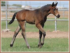 Cazador by Tradition, 18 days old