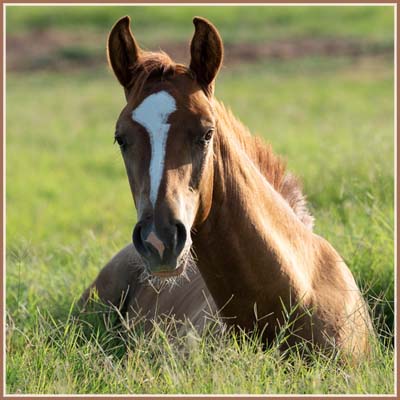 Charlie SF - Apollo Sun colt