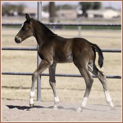 Guapo Latino - Gorgeous Latino Colt
