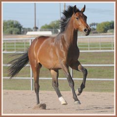Honora by Apollo Sun, 2 years old Honora by Apollo Sun, 2 years old