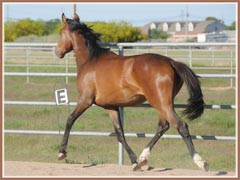 Honora by Apollo Sun, 2 years old Honora by Apollo Sun, 2 years old