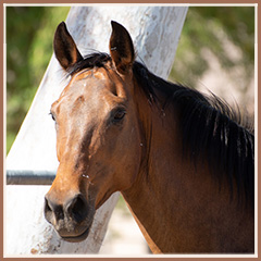 Honora by Apollo Sun, May 2019 Honora by Apollo Sun, May 2019