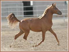 Horatio, Trakehner stallion prospect, 17 months