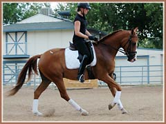 Hugo, Trakehner gelding by Aul Magic ox