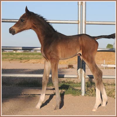 Kalua - EH Lendorff's colt