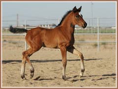 Kapri, Kalua's 2006 filly, 5 weeks