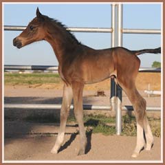 Kalua's 2009 colt by EH Lehndorff's. Photo at 10 hours old!