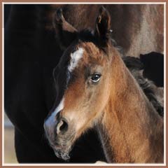 Kalua's 2009 colt by EH Lehndorff's. Photo at 10 hours old!