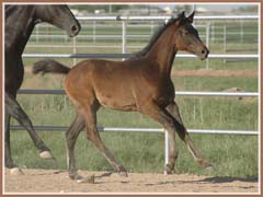 Kenya, Trakehner filly by E.H. Lehndorff's