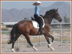 Kildare, ridden by Kailee Surplus, June 2008