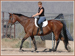 Linnea by Graditz, ridden by Aerron Smith