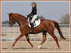 Madira, ridden by Kailee Surplus, January 2008