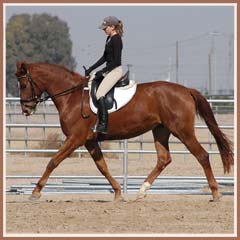 Madira, ridden by Kailee Surplus, January 2008