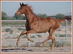 Monarch, Trakehner gelding by Emeer