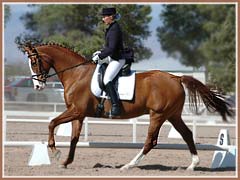 Padua Go by E.H. Maizauber, ridden by Nadine Knuewer