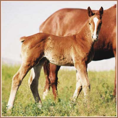 Pagan - Feuertanzer Filly