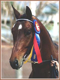 Paramoure, Champion Trakehner