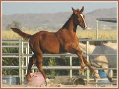 Parlez, Trakehner filly by Feuertänzer