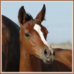 Phailin, 2006 filly by Aul Magic ox