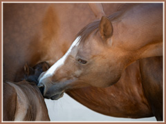 Phailin with her 2024 foal, Phiona, by E.H. Singolo