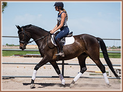 Phancy, Trakehner mare by Platinum vom Rappenhof
