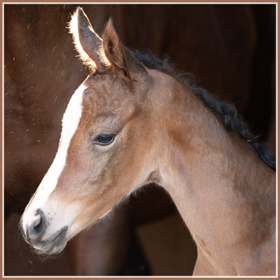 Phiona - EH Singolo Filly