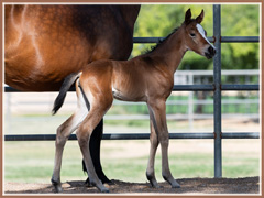 Trakehner filly for sale by EH Singolo