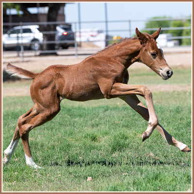 Phyre - Barbarossa *Pb* Filly