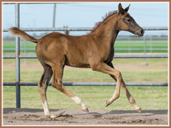 Trakehner filly for sale by Barbarossa *Pb*