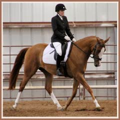 Paladin, first under saddle class, July 2010. Owned, trained, ridden by Laine S.