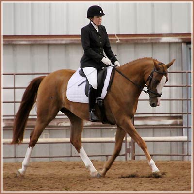 Paladin SF by Aul Magic, trained, ridden and owned by Laine. First under saddle class, July 2010.