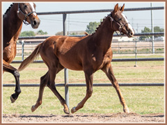 Posie, Trakehner mare by Lord Cosmo