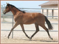 Prada, Trakehner filly by Askar AA