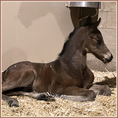 Presley SF, by Suntory Gold, bred and owned by Sovereign Farm.
