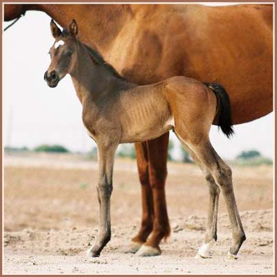 Rowan: Reika - Incantare Filly