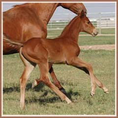 Reika's 2008 filly by E.H. Lehndorff's