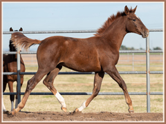 Trakehner colt for sale by Apollo Sun