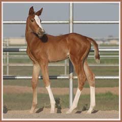 Sidney's 2008 filly by Oskar II