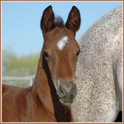 Sidney - Summertime Colt
