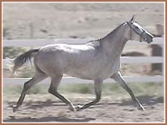 Sidney at her mare inspection where she recieved a score of 50